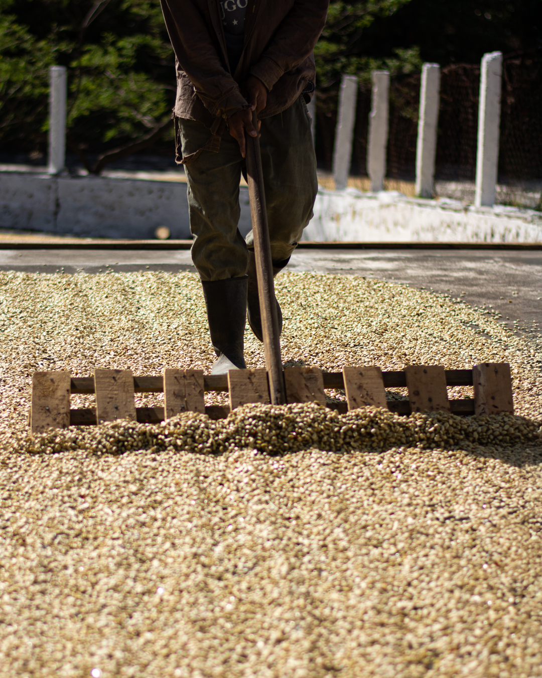 Raking parchment coffee on the sun-drying patio